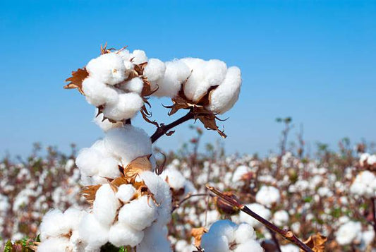 organic cotton