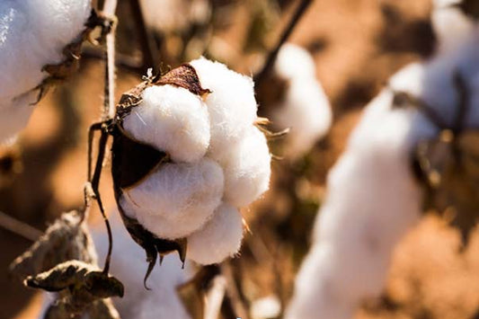 Is organic cotton the future of sustainable development?